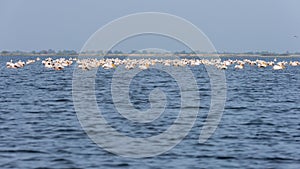 Pelicans on lake from in Danube Delta , Romania wildlife bird watching