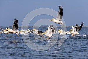 Pelicans on lake from in Danube Delta , Romania wildlife bird watching