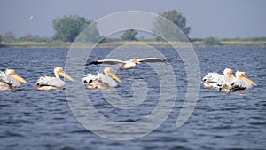 Pelicans on lake from in Danube Delta , Romania wildlife bird watching