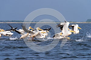 Pelicans on lake from in Danube Delta , Romania wildlife bird watching