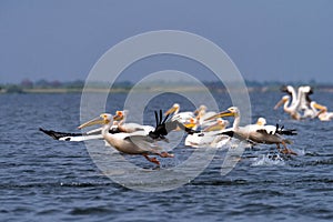 Pelicans on lake from in Danube Delta , Romania wildlife bird watching