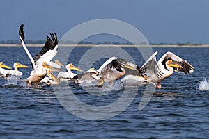 Pelicans on lake from in Danube Delta , Romania wildlife bird watching