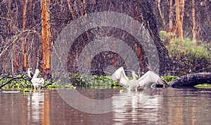 Pelicans on the lake photo