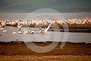 Pelicans in Lake Nakuru