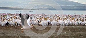 Pelicans at Lake Nakuru