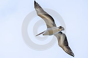 Pelicans at Lake Richmond is an important ecosystem for thrombolites and waterbirds