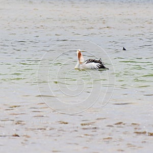 Pelicans at Lake Richmond is an important ecosystem for thrombolites and waterbirds