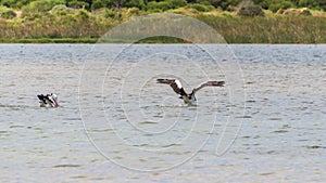 Pelicans at Lake Richmond is an important ecosystem for thrombolites and waterbirds