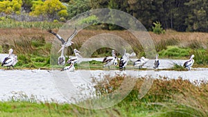 Pelicans at Lake Richmond is an important ecosystem for thrombolites and waterbirds