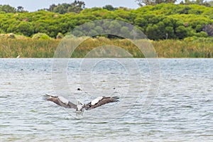 Pelicans at Lake Richmond is an important ecosystem for thrombolites and waterbirds photo