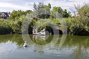 Pelicans at the Lake Tisza Ecocentre in Poroszlo