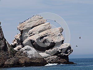 Pelicans on large rock