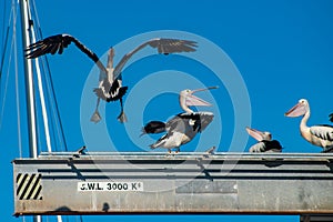 Pelicans large water birds squabble for space on a beam