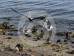 Pelicans Layered on a Florida Rocky Beach