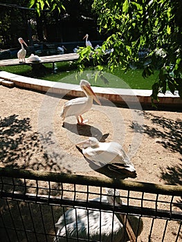 Pelicans laying in the sun at the zoo