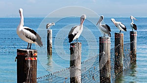 Pelicans in a line on posts in the Water