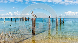 Pelicans in a line on posts in the Water