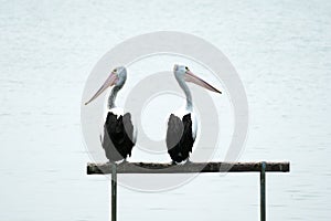 Pelicans looking around