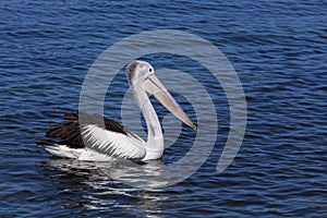 Pelicans looking for a feed at Narooma