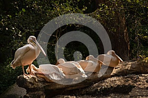 Pelicans lying and standing on wooden logs