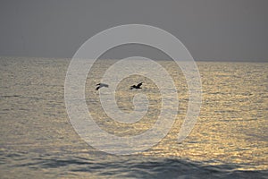 The pelicans make their way across the early morning seascape just off of Amelia Island, Florida
