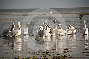 Pelicans in marsh