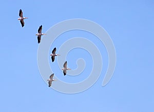 Pelicans migrating