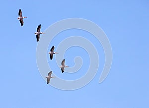 Pelicans migrating photo