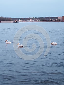 Pelicans on the Mississippi River