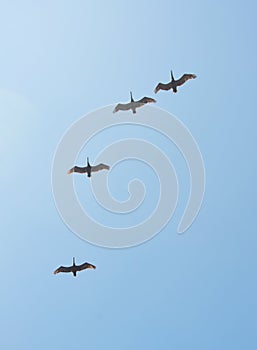 Pelicans at Monterey Bay photo