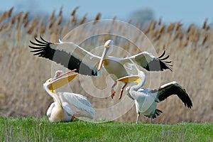Pelicans in natural habitat