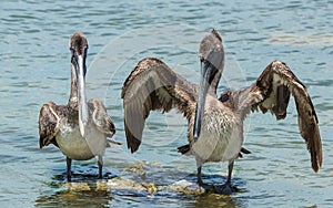 Pelicans while near Holbox photo