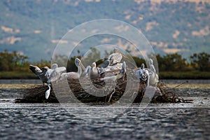 Pelicans nesting in Delta Evrou, Greece