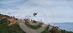 Pelicans nesting on Sand Dune