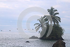 Pelicans Ocean Palm Tree Island Tropical South America