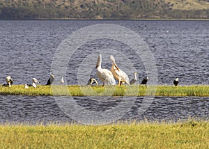 Pelicans and other waterbirds photo