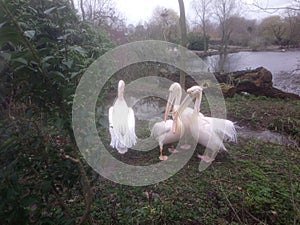 Pelicans in an outdoor park