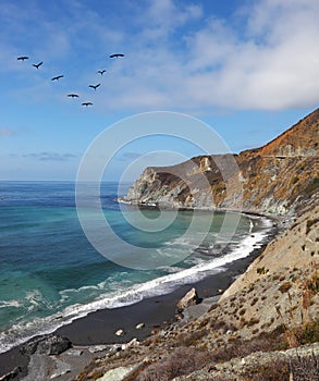 The pelicans over azure ocean