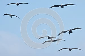 Pelicans