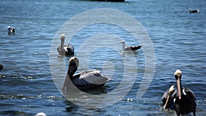 Pelicans over water