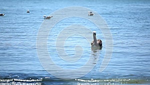 Pelicans over water