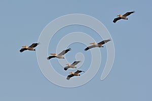 Pelicans (pelecanus onocrotalus)