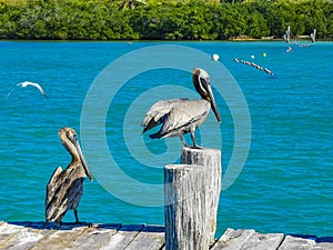 Pelicans pelican birds on port of Contoy island in Mexico photo