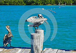 Pelicans pelican birds on port of Contoy island in Mexico photo