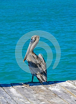 Pelicans pelican birds on port of Contoy island in Mexico photo