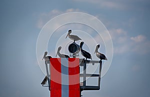 Pelicans perched on a channel marker.