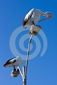 Pelicans perched on a lamppost