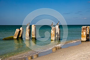 Pelicans perched on pilings over the water on Bonita Beach
