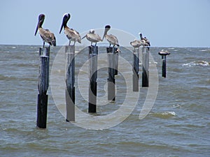 Pelicans Perched on Posts