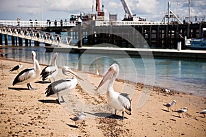 Pelicans on Phillip Island in Victoria, Australia